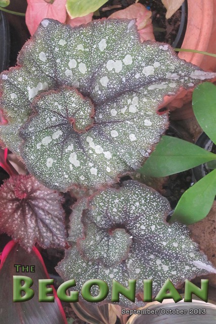 B. ‘Spiral Galaxy’